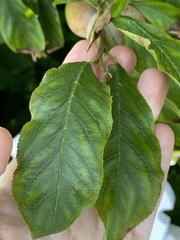 Prunus persica nucipersica