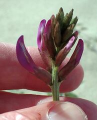 Astragalus crotalariae