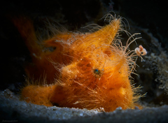 Antennarius striatus