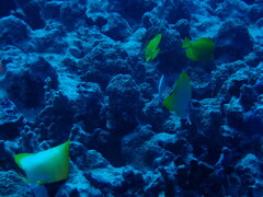 Forcipiger flavissimus