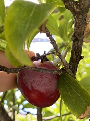 Prunus persica nucipersica