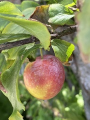 Prunus persica nucipersica