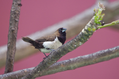 Lonchura leucogastroides