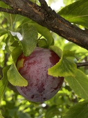 Prunus persica nucipersica
