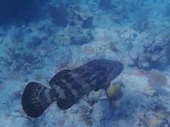 Epinephelus itajara