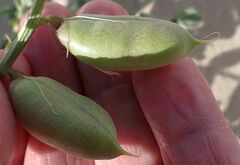 Astragalus crotalariae