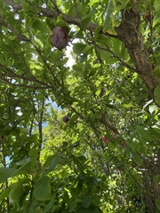 Prunus persica nucipersica