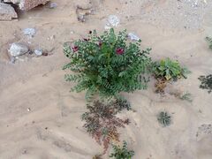 Astragalus crotalariae