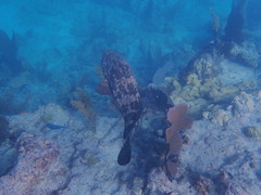 Epinephelus itajara