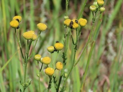 Nidorella pinnata