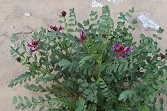 Astragalus crotalariae