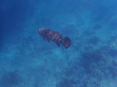 Epinephelus itajara