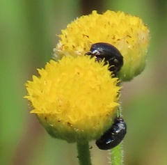 Nidorella pinnata
