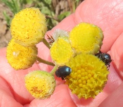 Nidorella pinnata