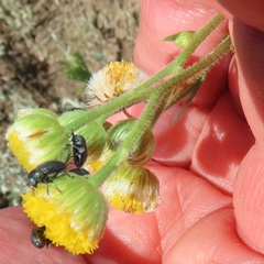 Nidorella pinnata