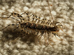 Allothereua maculata