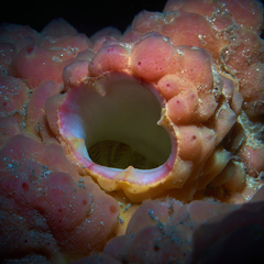 Pyura spinifera