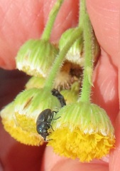Nidorella pinnata