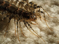 Allothereua maculata