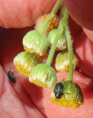 Nidorella pinnata