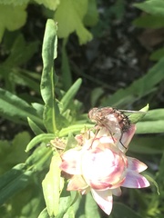 Rutilia