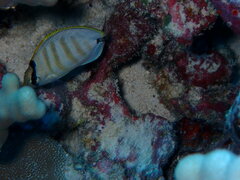 Chaetodon multicinctus
