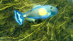 Meuschenia freycineti