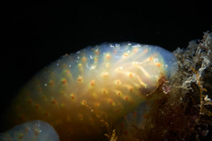 Polycitor
