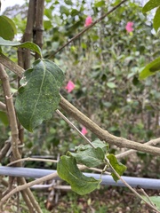 Malpighia emarginata