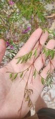 Boronia rivularis