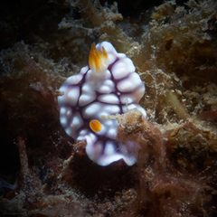 Goniobranchus geometricus