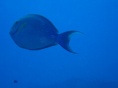 Acanthurus xanthopterus