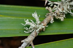Ramalina complanata