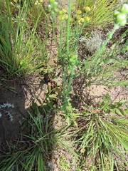 Nidorella pinnata