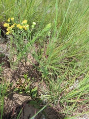 Nidorella pinnata