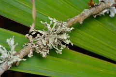 Ramalina complanata