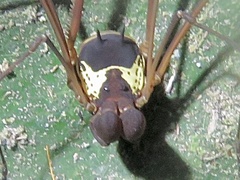 Cosmetidae