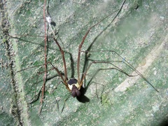 Cosmetidae