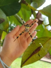 Argiope versicolor