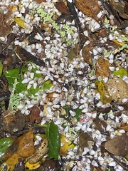 Arctostaphylos pallida