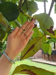 Argiope versicolor