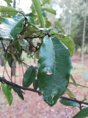 Quercus crispipilis