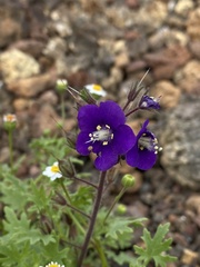 Phacelia parryi