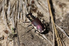 Cicindela scutellaris lecontei