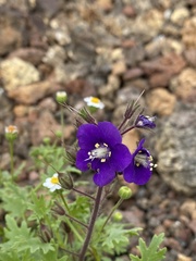 Phacelia parryi