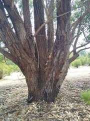 Eucalyptus robusta