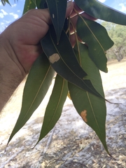 Eucalyptus robusta