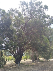 Eucalyptus robusta