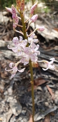 Dipodium pardalinum