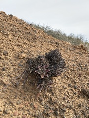 Dudleya cultrata
